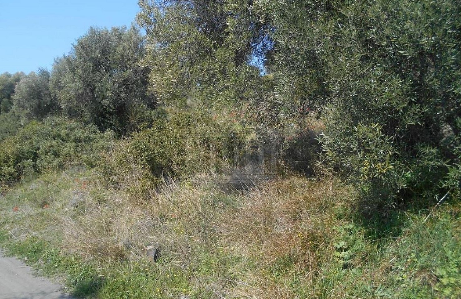Agricultural Land in Sithonia